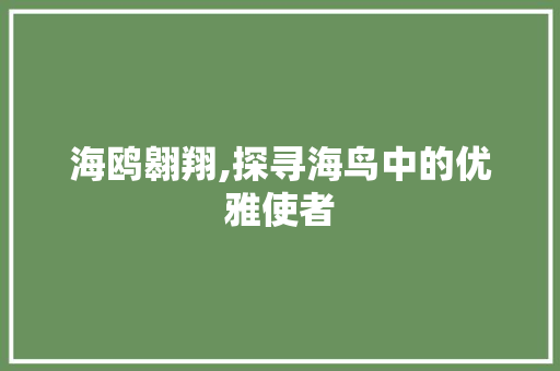 海鸥翱翔,探寻海鸟中的优雅使者 操作系统