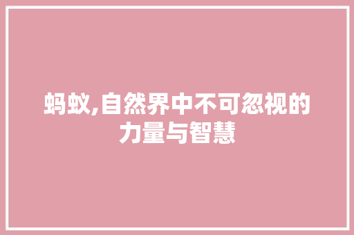 蚂蚁,自然界中不可忽视的力量与智慧