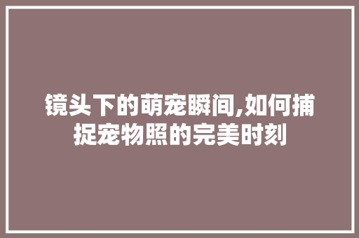 镜头下的萌宠瞬间,如何捕捉宠物照的完美时刻 电脑配置